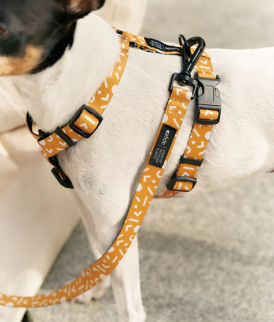Image d'un chien portant fièrement le Harnais pour chien en Y Menphis jaune moutarde de Cafide, une expression de style et de durabilité.
