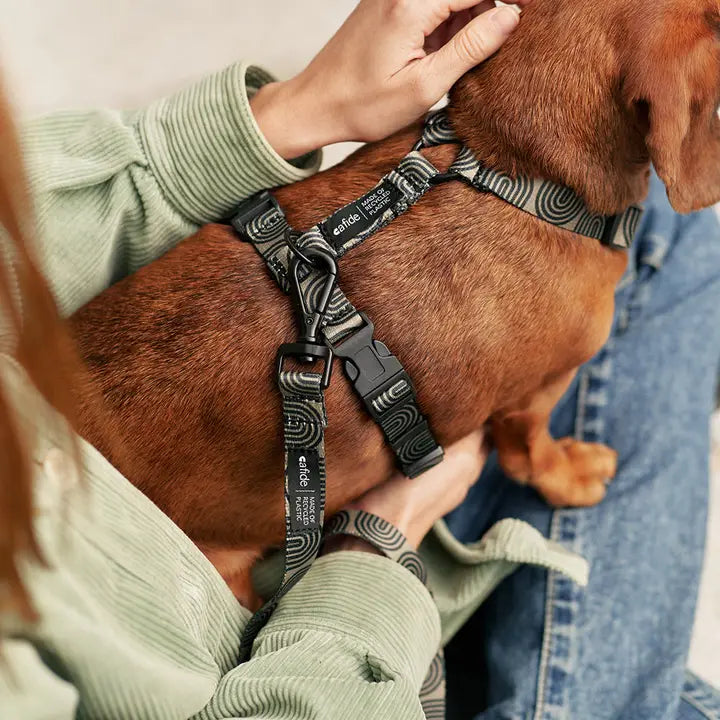 Chien portant le Harnais pour chien en Y Vert Kaki et Design Japonais de Cafide, un harnais ajustable, stylé et respectueux de l'environnement.