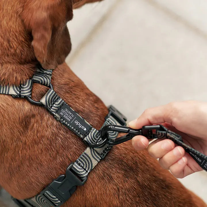 Chien portant le Harnais pour chien en Y Vert Kaki et Design Japonais de Cafide, un harnais ajustable, stylé et respectueux de l'environnement.