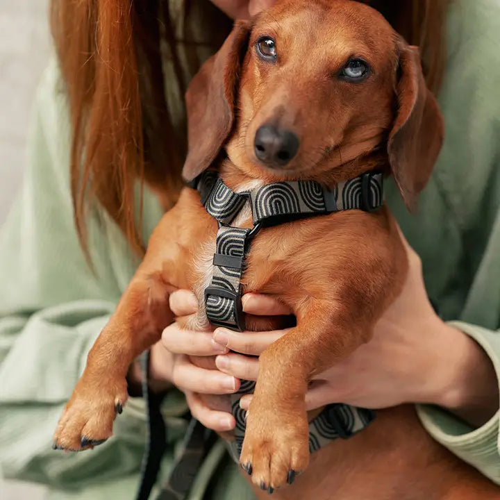 Chien portant le Harnais pour chien en Y Vert Kaki et Design Japonais de Cafide, un harnais ajustable, stylé et respectueux de l'environnement.