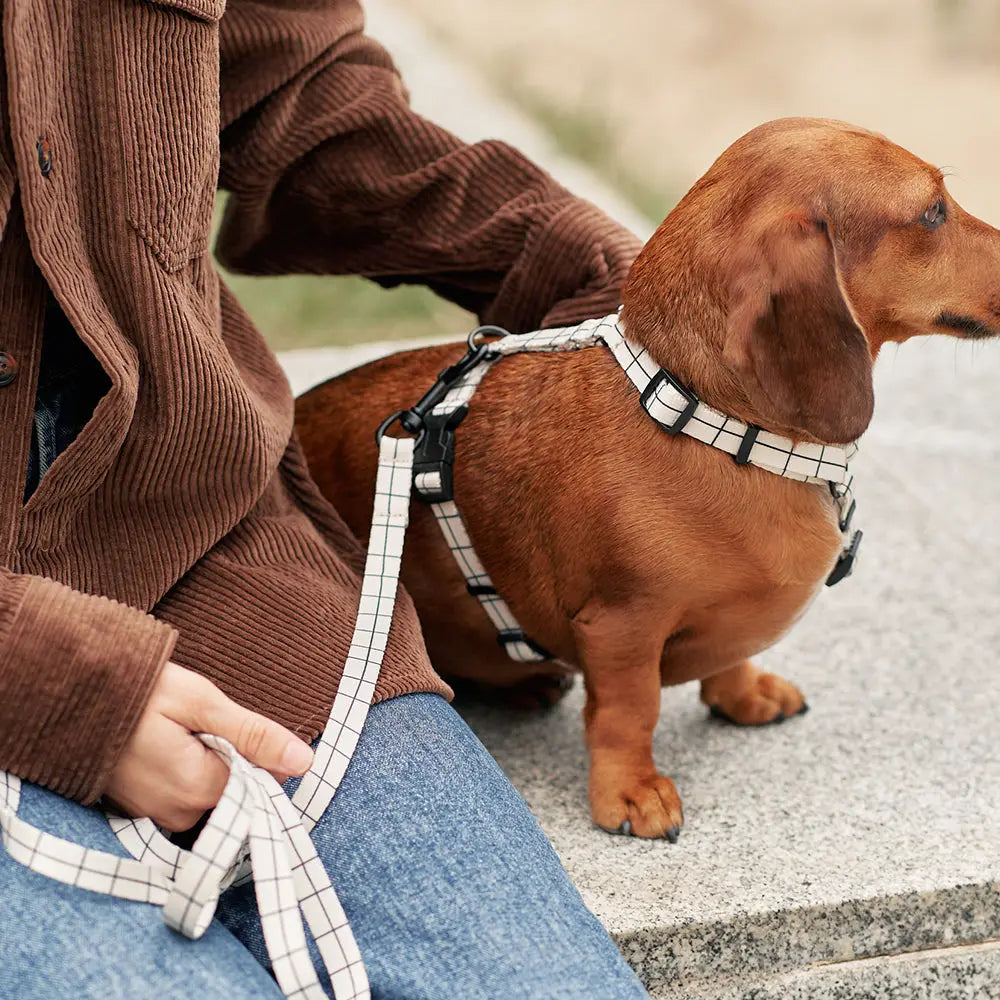harnais chien éco-responsable beige carreaux style linéaire