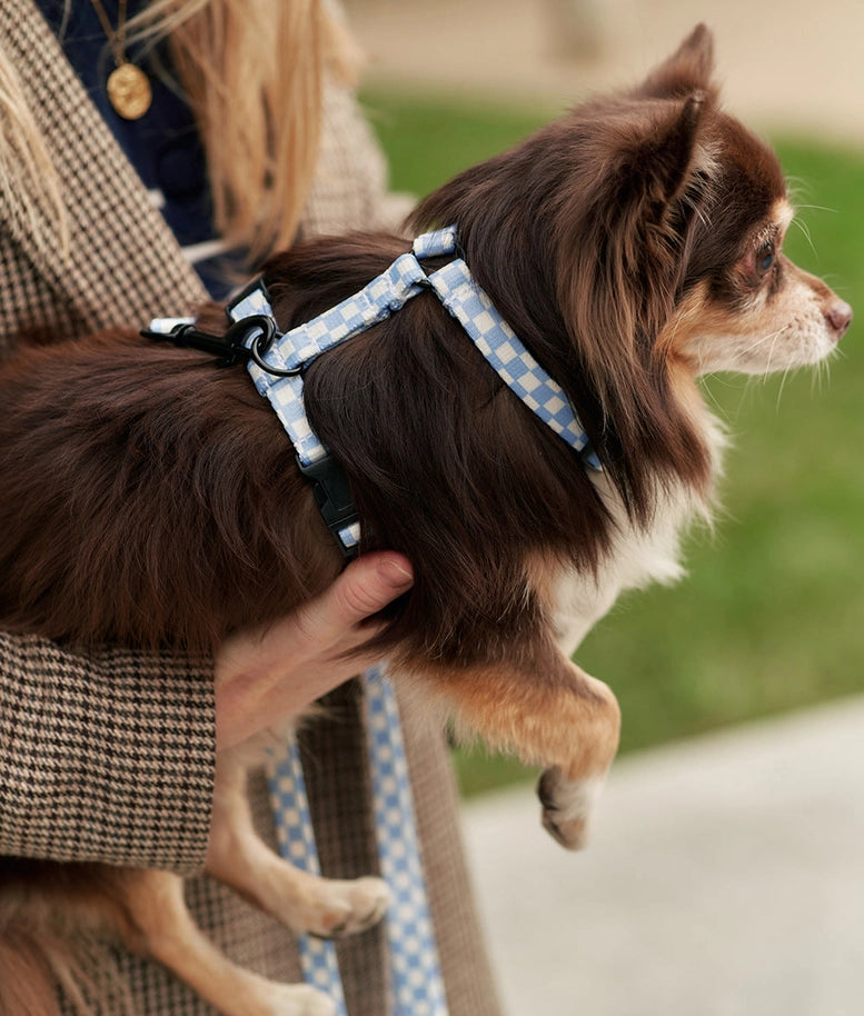 Image d'un chien portant fièrement le Harnais pour chien en Y Vichy Blue Design de Cafide, un mélange parfait de style et de durabilité.