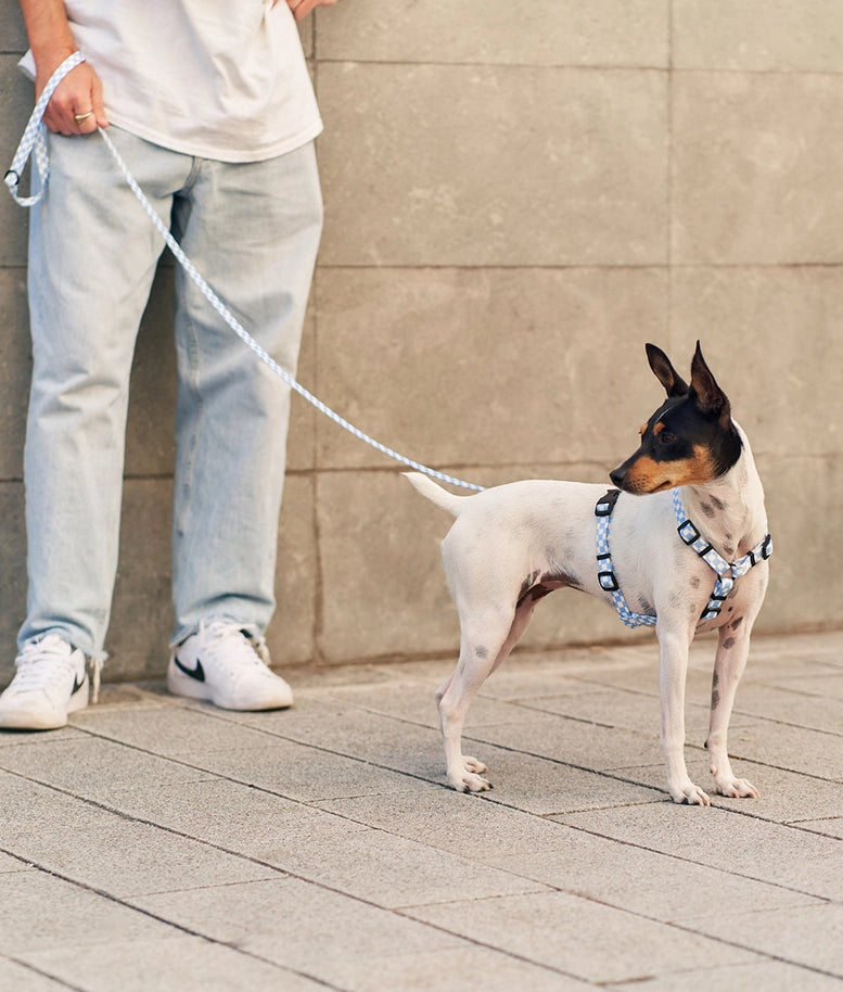 Image d'un chien portant fièrement le Harnais pour chien en Y Vichy Blue Design de Cafide, un mélange parfait de style et de durabilité.