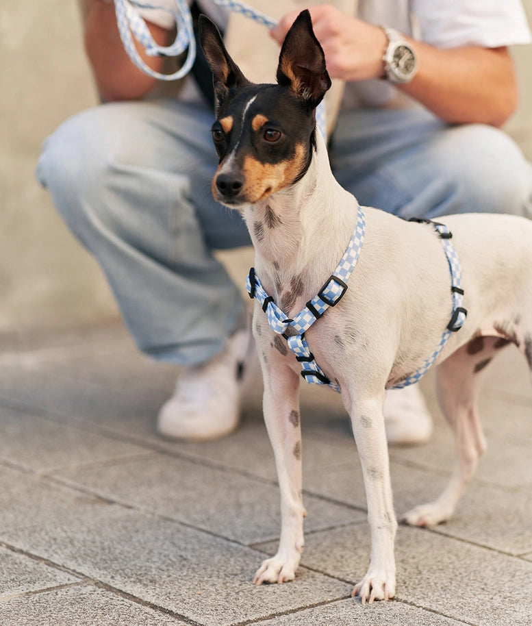 Image d'un chien portant fièrement le Harnais pour chien en Y Vichy Blue Design de Cafide, un mélange parfait de style et de durabilité.