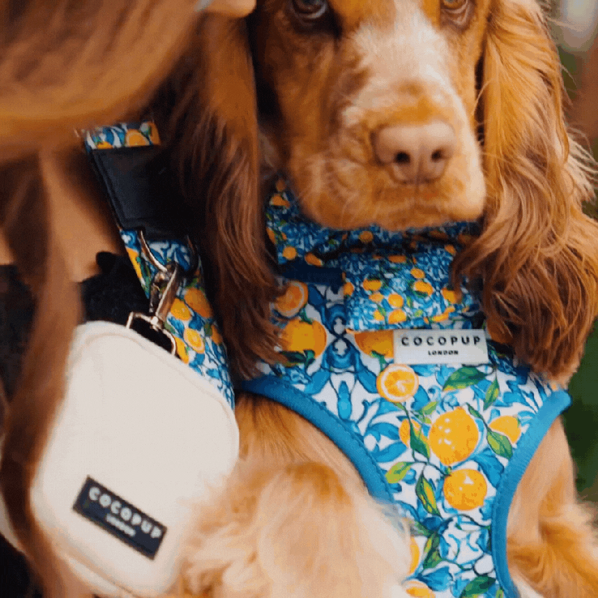 Harnais pour chien réglable Amalfi Lemon CocoPup London – CocoPup London – DOG DéliCAT