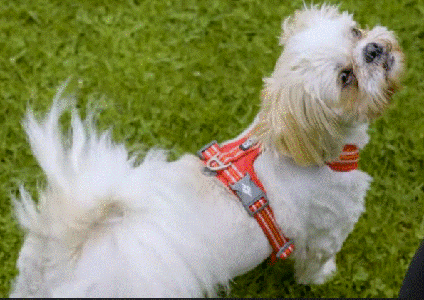 Harnais rouge ajustable pour promenade chien élégante