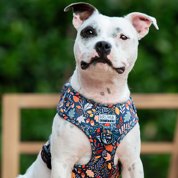 harnais en H Arizona Hotdogs bleu foncé pour chien