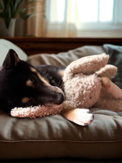 Jouet lapin sonore pour chien – Fringe Studio