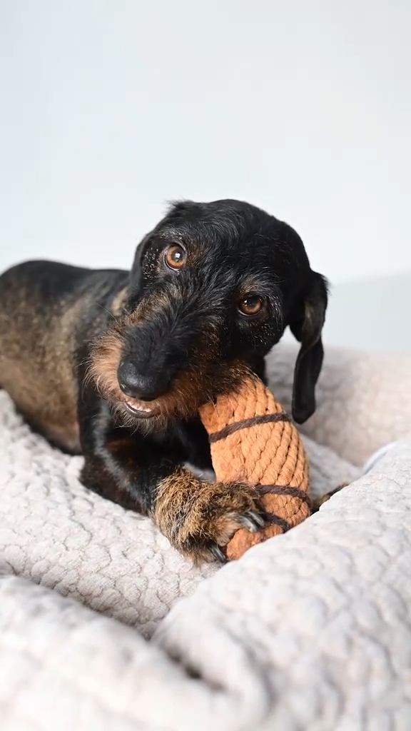 Jouet en corde de coton pour chien CHRISSY CROISSANT – Laboni – DOG DéliCAT