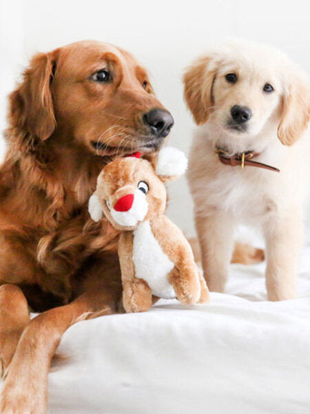 Peluche de Noël pour chien en forme de renne Rudolph avec squeaker ZippyPaws, édition limitée