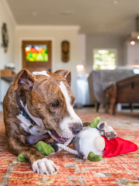 Jouet de Noël pour chien en peluche en forme de gnome avec cordes mobiles - Pet PLAY