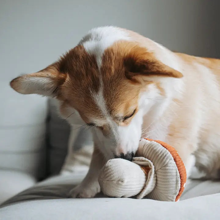 champignon couineur stimulation mentale chien lambwolf