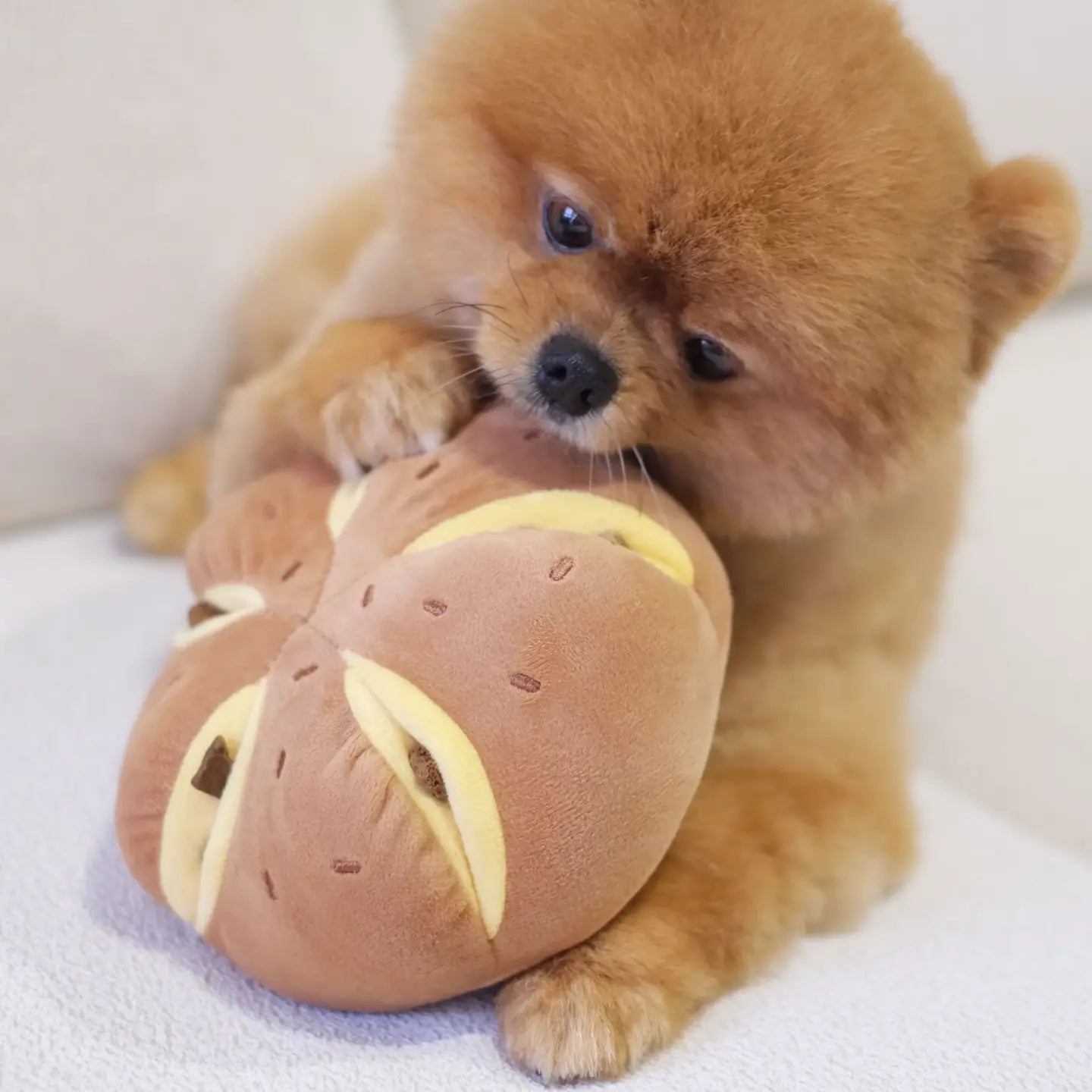 Petit chien jouant avec jouet gâteau Pups & Bubs