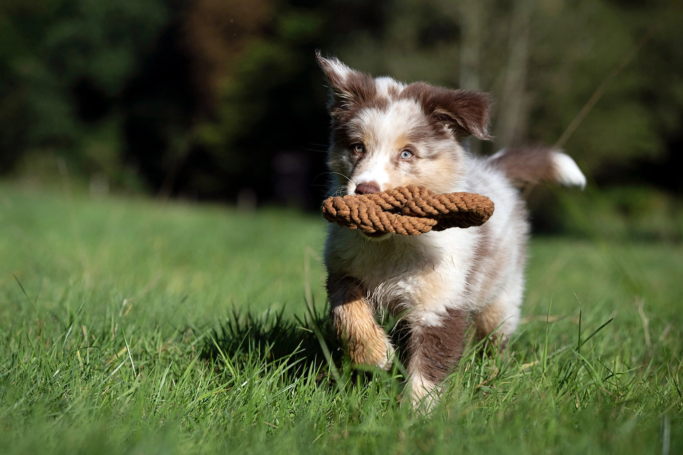 Jouet en corde pour chien en forme de bretzel Britta de Laboni, fait en coton naturel.