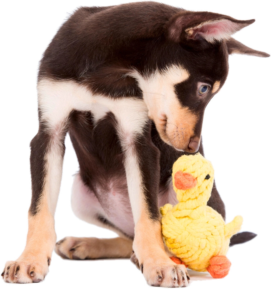 Jouet en corde pour chien Emma Duck de Laboni, en coton naturel jaune et orange.