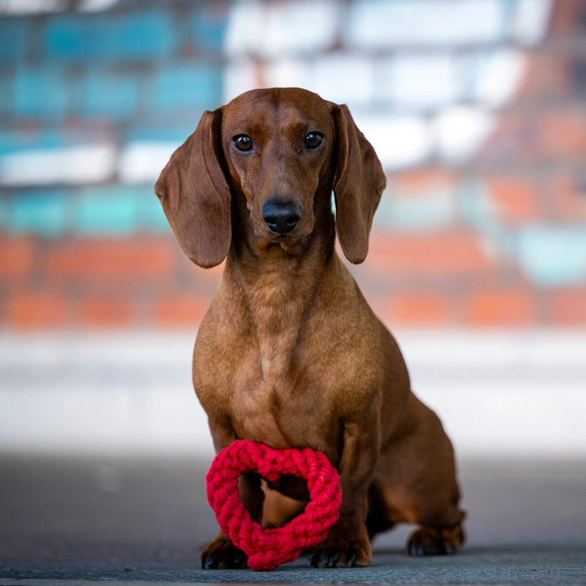 ❤️ Jouet en corde pour chien Cœur Rouge – Taille Mini