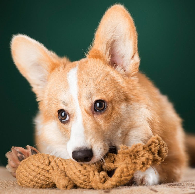Jouet en corde pour chien Laboni, lapin Heinrich Rabbit en coton naturel, idéal pour mâcher et jouer.