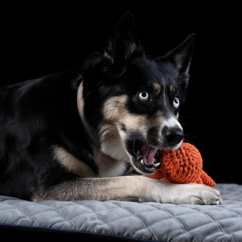 Jouet en corde pour chien Carlo Tentacule – LABONI – DOG DéliCAT  