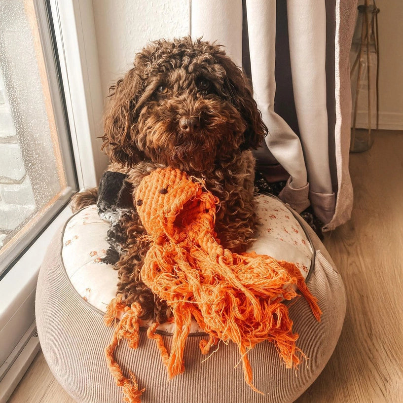 Jouet en corde pour chien Carlo Tentacule – LABONI – DOG DéliCAT  