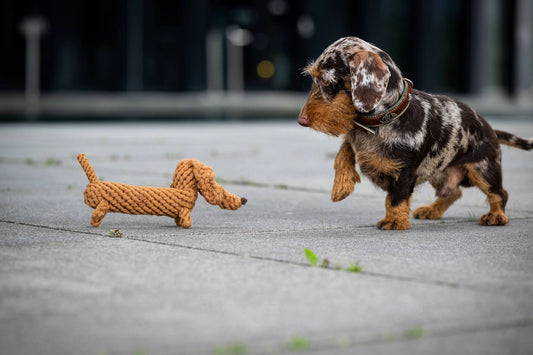 Jouet en corde pour chien Teckel Diego de Laboni, en coton naturel et teintures écologiques.