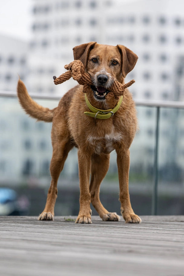 Jouet en corde pour chien Teckel Diego de Laboni, en coton naturel et teintures écologiques.