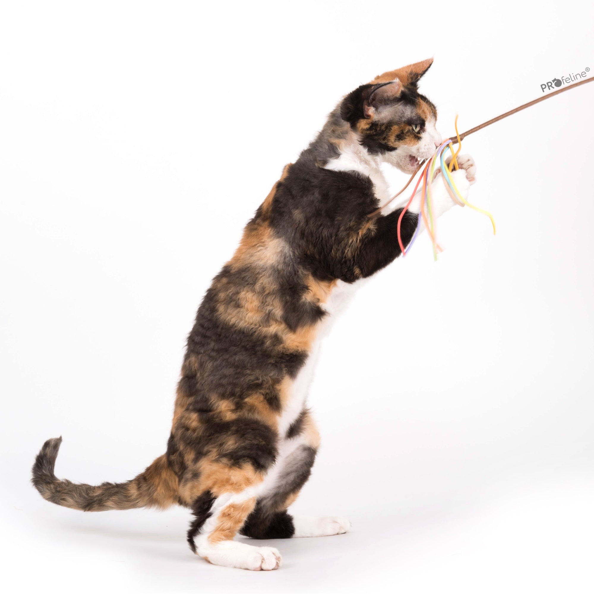 Canne pour Chat avec Franges en Cuir