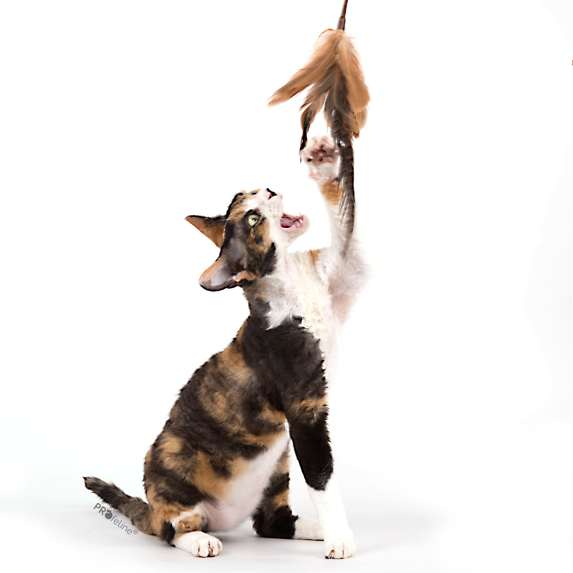 Jouet canne pour chat avec plume de faisan naturelle, idéal pour stimuler les instincts de chasse de votre félin, signé Profeline.