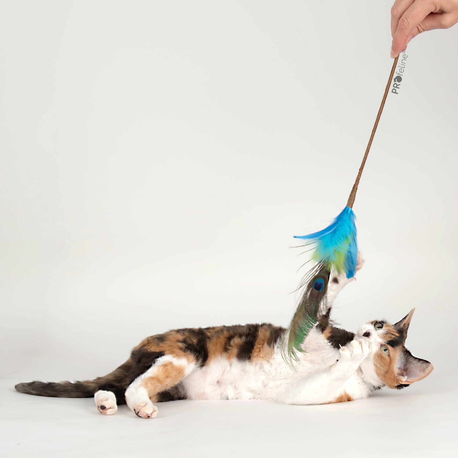 Jouet canne pour chat avec plume de paon