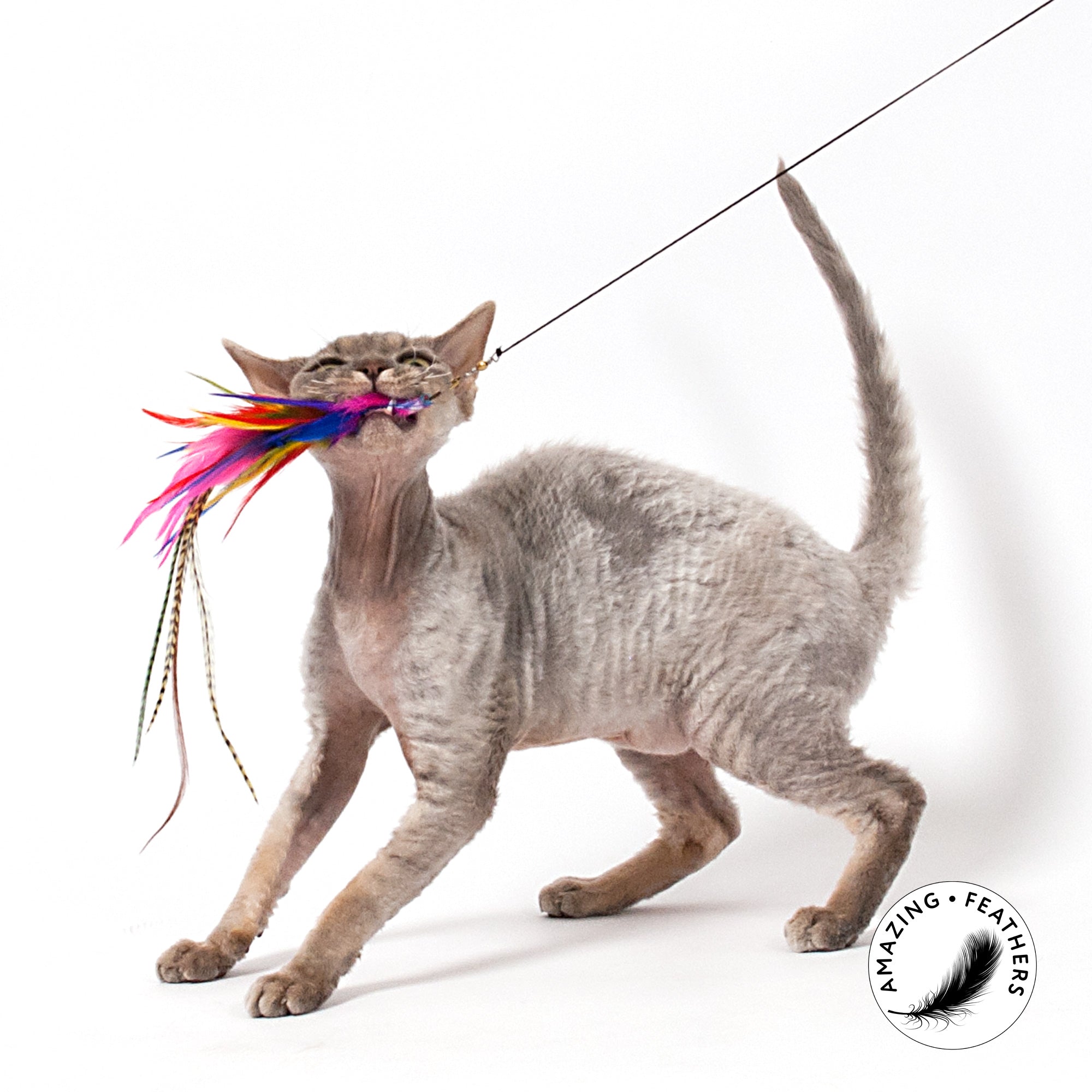 Pendentif pour canne à chat Profeline, bouquet de plumes colorées et duveteuses avec plumes de coq naturelles.