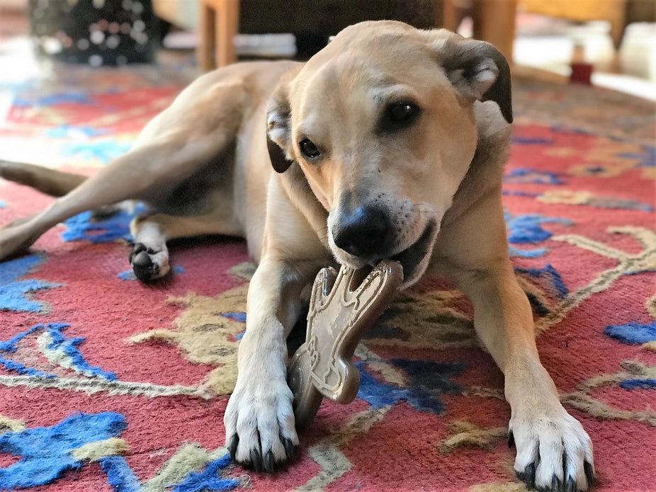 Jouet de Noël pour chien pain d’épices Sodapup