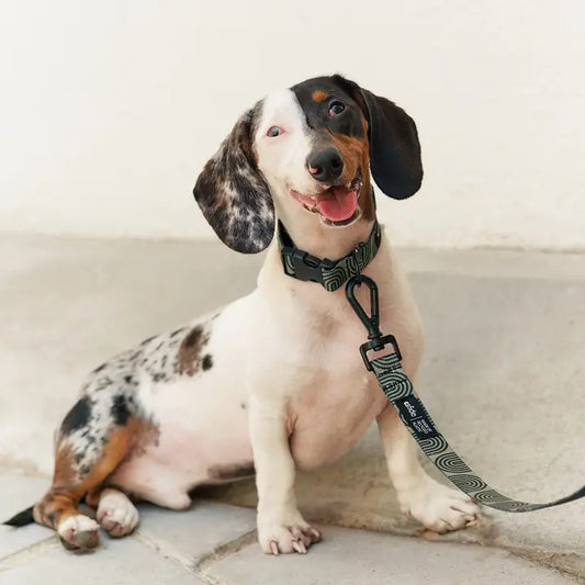 Chien en promenade avec la Laisse pour chien Vert Kaki et Design Japonais de Cafide, un produit éco-responsable et stylé.