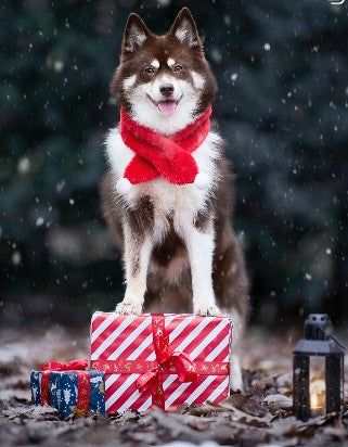 Décor photo extérieur Noël – shooting chien