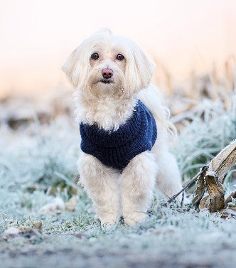 Photographe animalière Amandine Dreher – Noël