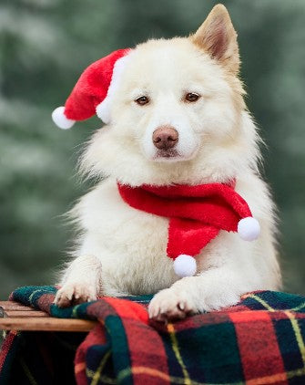 Mini-shooting Noël chien – DOG DéliCAT