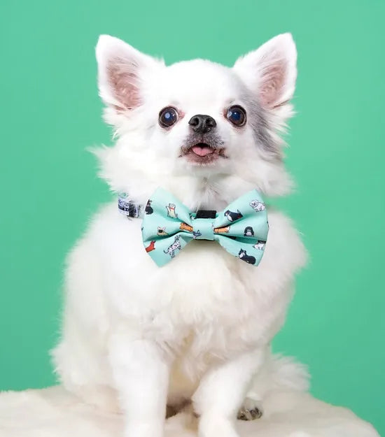 Noeud papillon pour chien - Coucou Suzette x Arizona Hotdogs - Édition limitée - chez DOG DéliCAT