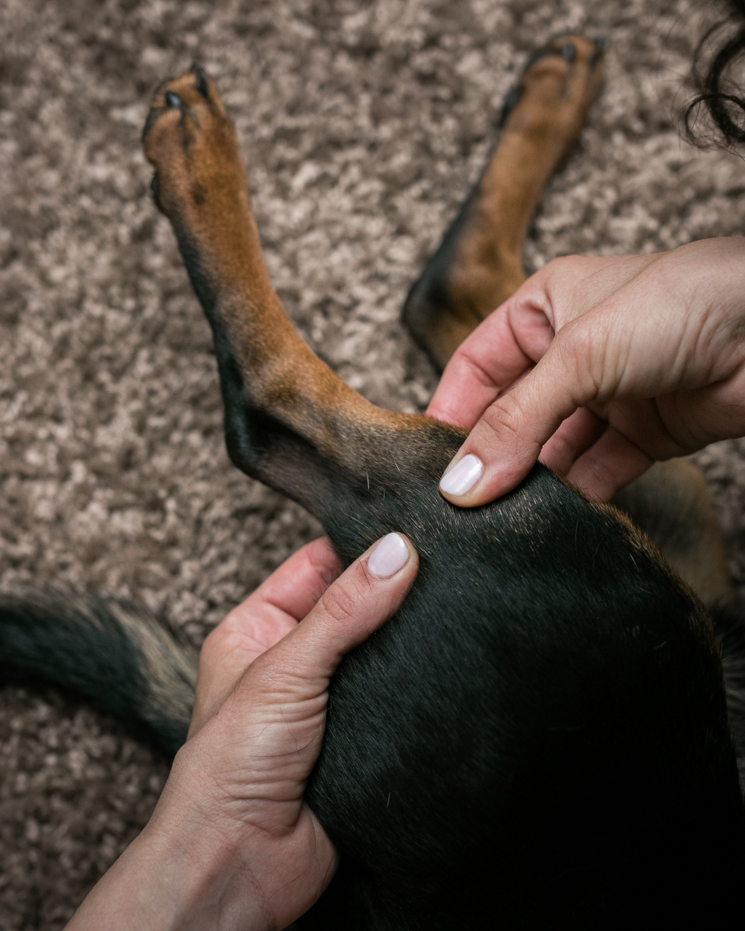 Séance ostéopathie chien chat à Thionville – Camille Sturel