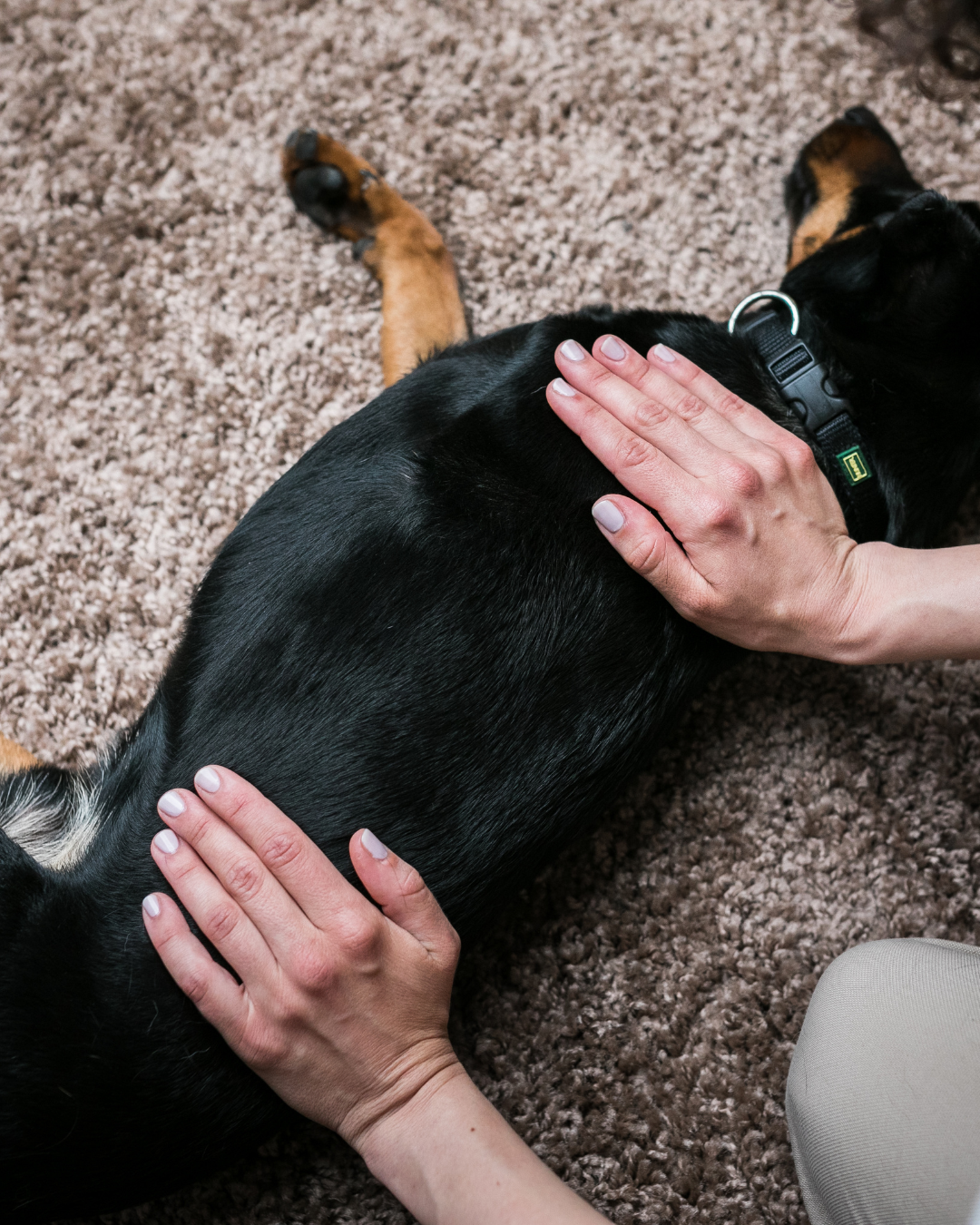 Séance ostéopathie chien chat à Thionville – Camille Sturel