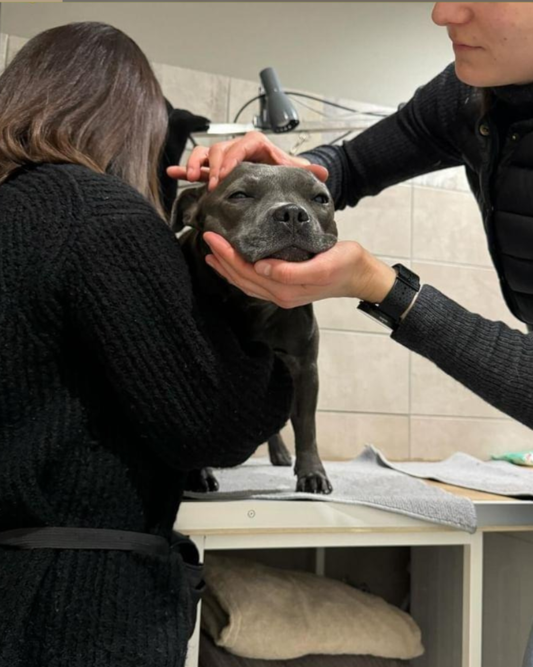 Séance ostéopathie chien chat à Thionville – Camille Sturel