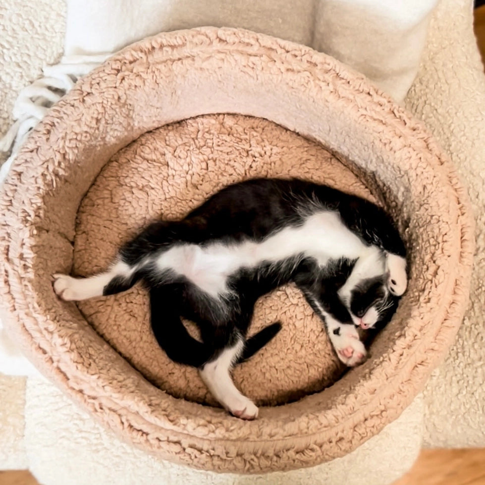 Panier en sherpa ultra doux pour chat Ecocat – DOG DéliCAT