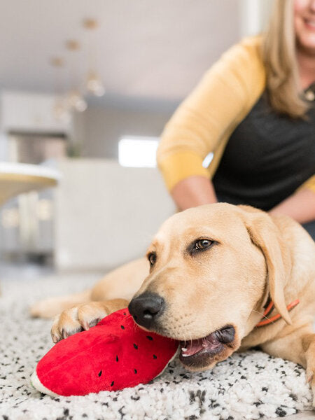 Peluche pour chien en forme de pastèque 🍉 de Pet PLAY – Jouet écologique, durable et ludique avec son garnissage en fibres recyclées PlanetFill®.