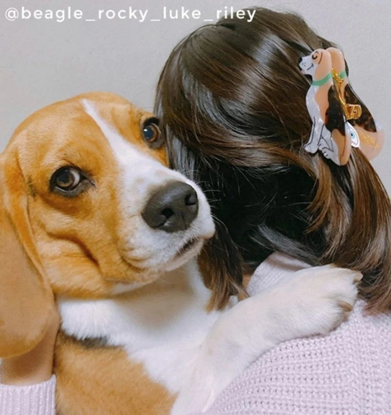 pince à cheveux beagle acétate tricolore