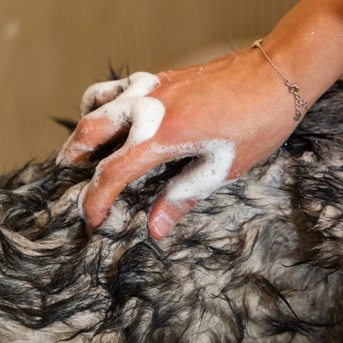 Shampoing naturel au miel de Manuka, spécialement conçu pour apaiser et hydrater les peaux sensibles des chiens.