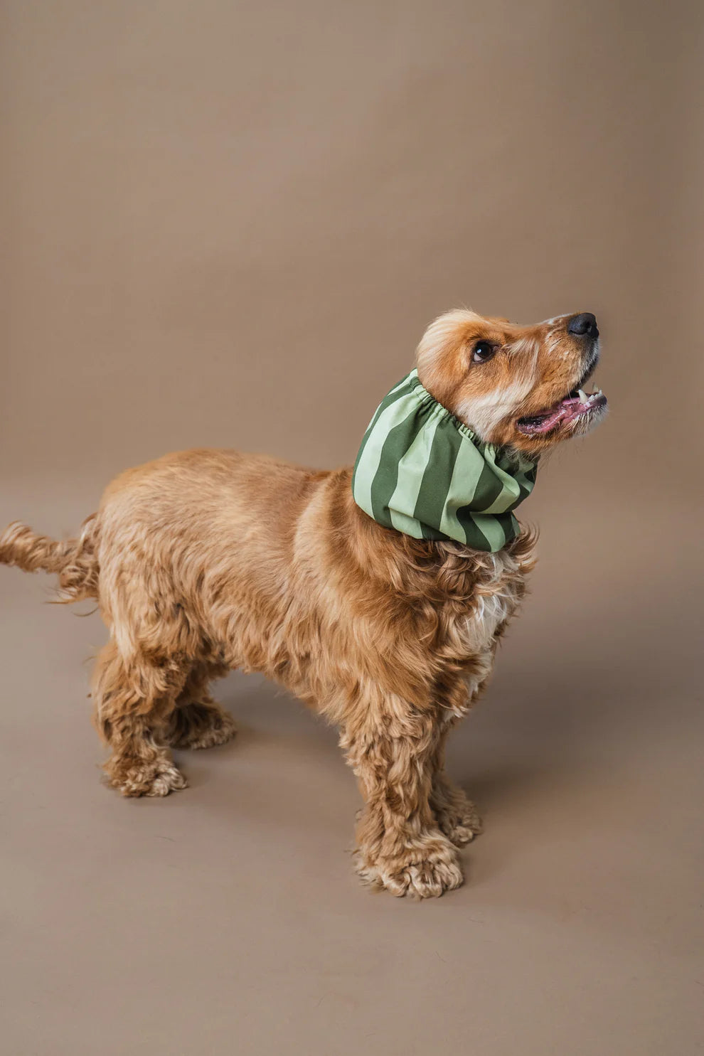 snood chien coton vert respirant – accessoire anti-saletés