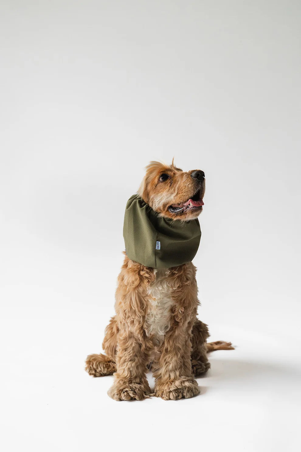 Snood chien imperméable Vert Lou & Co – Lou & Co – DOG DéliCAT
