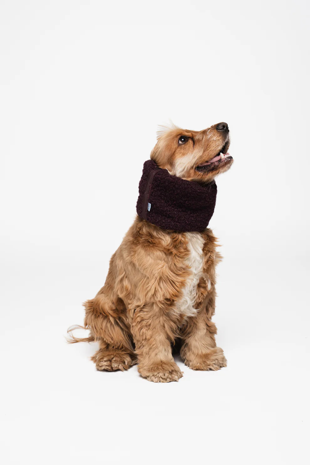 snood d’hiver bordeaux pour chien – teddy et doudoune