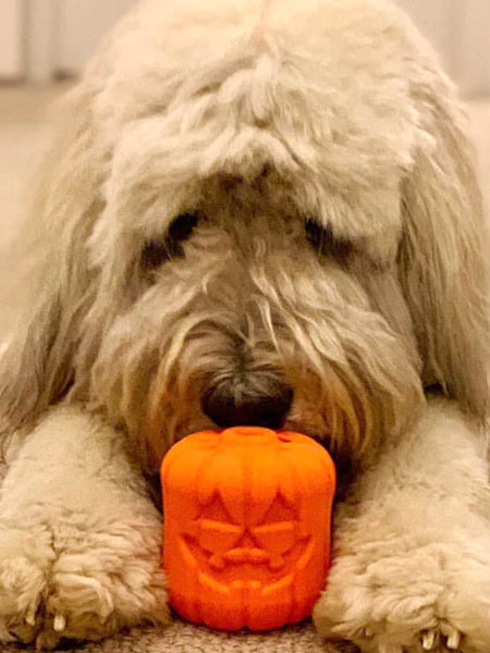Jouet pour chien SodaPup Jack-O-Lantern en caoutchouc naturel