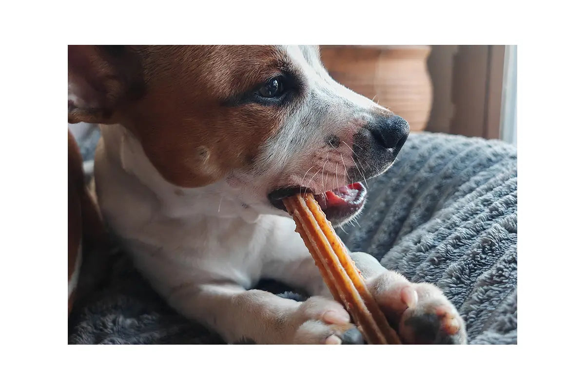 Dental Sticks STITCH au fromage pour chiens - Friandises naturelles pour une bonne hygiène bucco-dentaire.