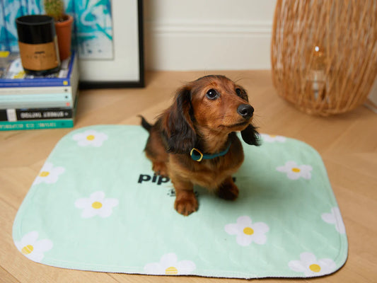 Tapis de propreté pour chien PIPI PROOF