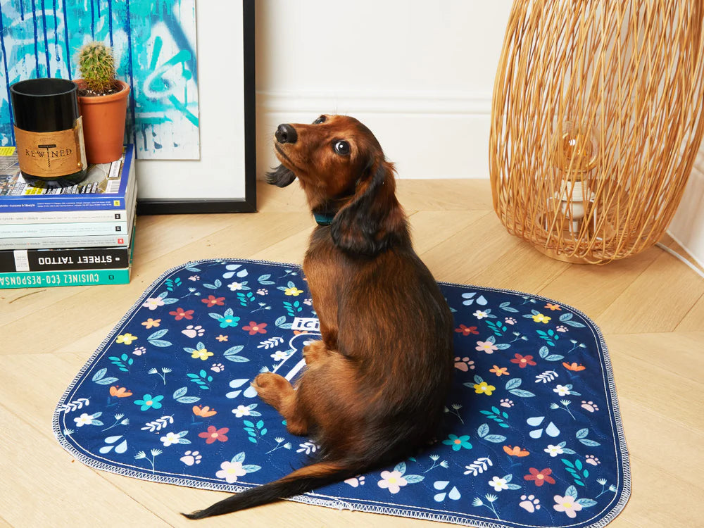 Tapis de propreté pour chien PIPI PROOF