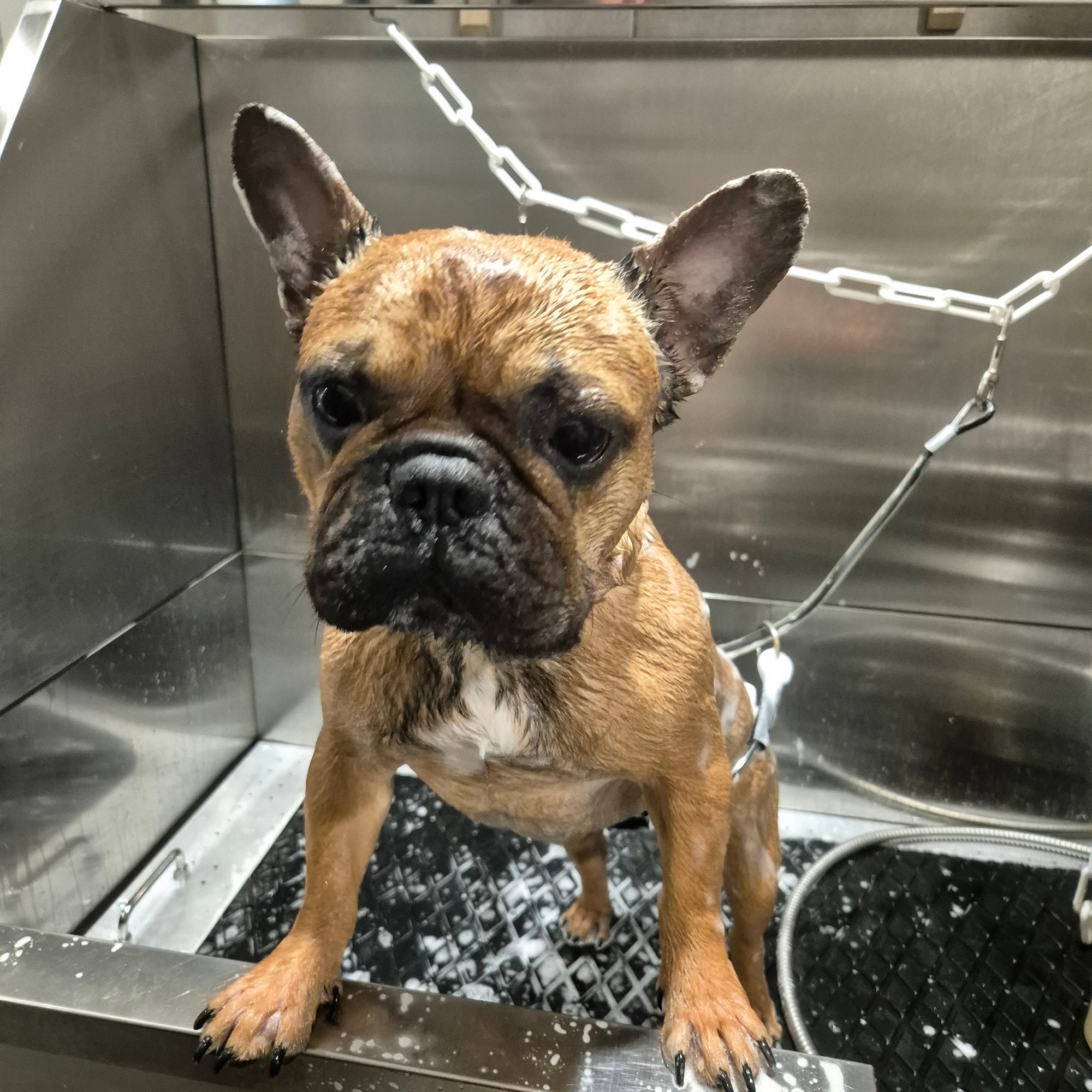 Bain et soins chien poils courts, prestation bien-être à Thionville 1
